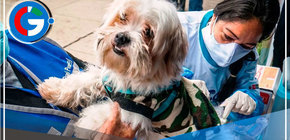 Hoy viernes 22 se lanzará  campaña de vacunación antirrábica canina