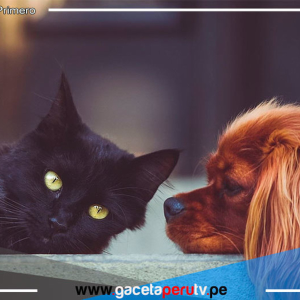 Proponen dar licencia laboral por fallecimiento de mascotas 