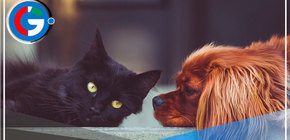 Proponen dar licencia laboral por fallecimiento de mascotas 