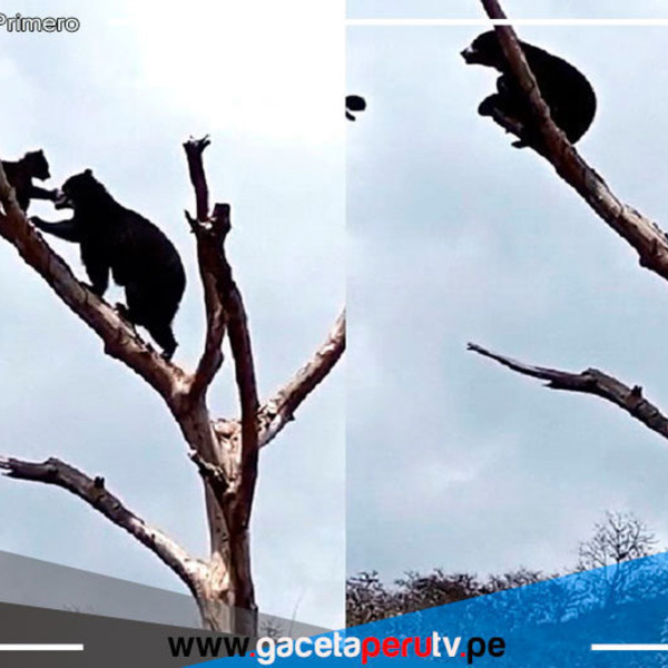 Osa Lola enseña a su cría a trepar árboles en Lambayeque