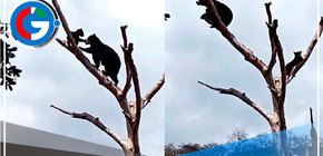 Osa Lola enseña a su cría a trepar árboles en Lambayeque