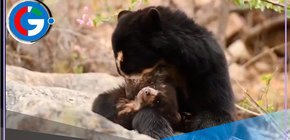 Lola y su cría asombran en Lambayeque