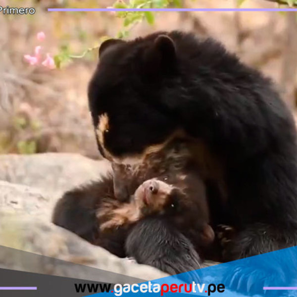 Lola y su cría asombran en Lambayeque