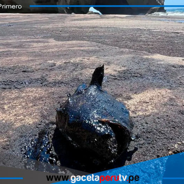 Derrame de petróleo afecta biodiversidad en playa de Lobitos en Piura