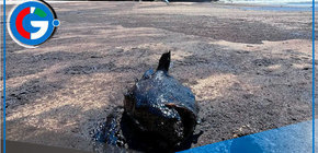 Derrame de petróleo afecta biodiversidad en playa de Lobitos en Piura