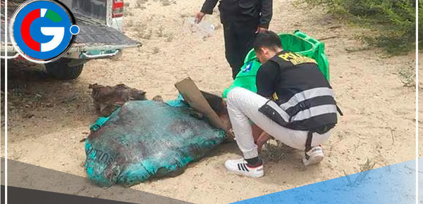 En Piura incautan más de 200 kilos de carne de burro y caballo
