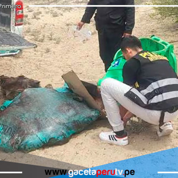 En Piura incautan más de 200 kilos de carne de burro y caballo