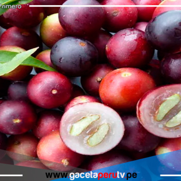 Perú sorprende al mundo con la fruta más rica en vitamina C, 10 veces más que la naranja