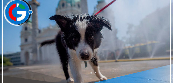 ¡Gatos y perros también sufren con ola de calor!