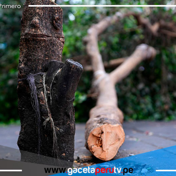 Hombre deberá pagar S/2,500 soles por talar árbol en La Victoria
