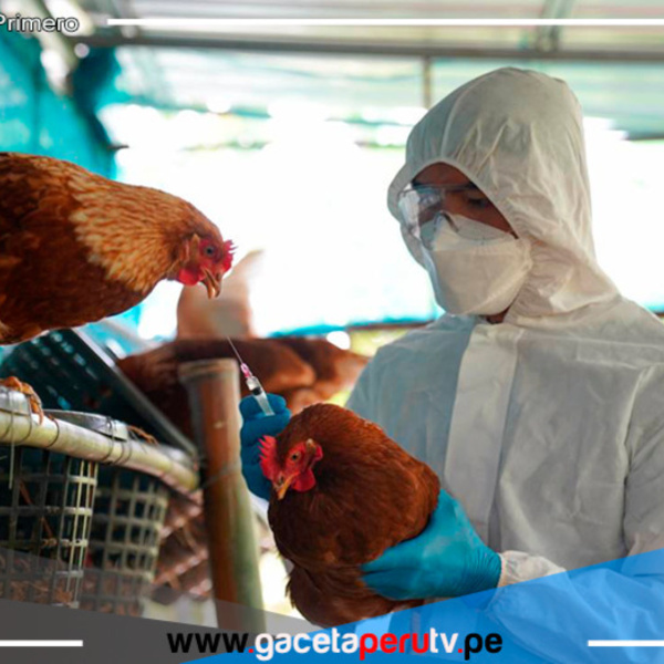 ¡Alerta! Gripe aviar en La Libertad: detectan brote en granja de gallinas