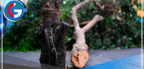 Hombre deberá pagar S/2,500 soles por talar árbol en La Victoria