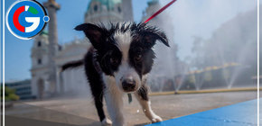 ¡Gatos y perros también sufren con ola de calor!