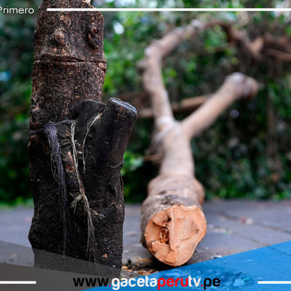 Hombre deberá pagar S/2,500 soles por talar árbol en La Victoria