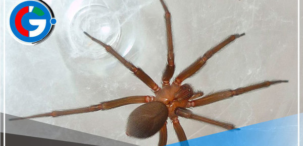 SMP: Brindan  atención oportuna a paciente mordido por araña viuda negra