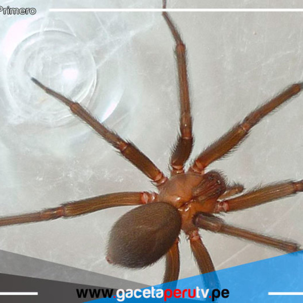 SMP: Brindan  atención oportuna a paciente mordido por araña viuda negra
