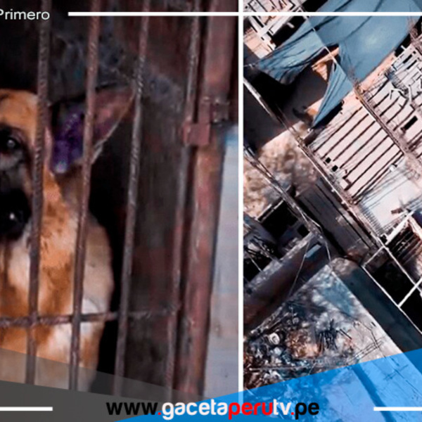 Perros de la brigada canina de la PNP viven en Condiciones Precarias
