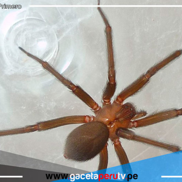 SMP: Brindan  atención oportuna a paciente mordido por araña viuda negra