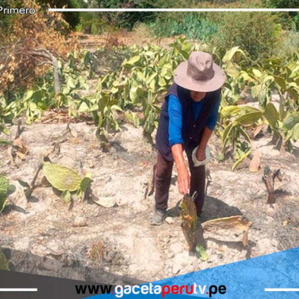 Arequipa: más de 90 agricultores afectados tendrán Seguro Agrario Catastrófico