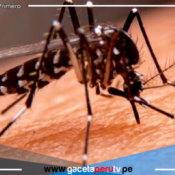 "El mosquito del dengue pica más con el calor"