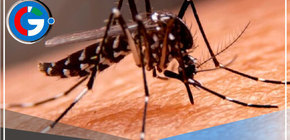 "El mosquito del dengue pica más con el calor"