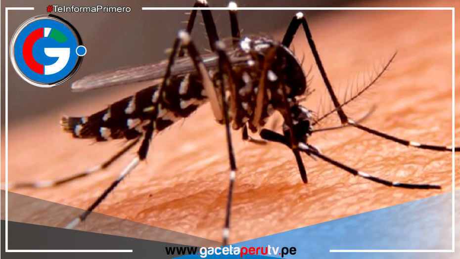"El mosquito del dengue pica más con el calor"