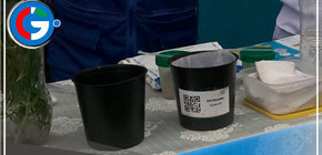 Reportan tres casos de dengue en Ventanilla y un paciente sospechoso