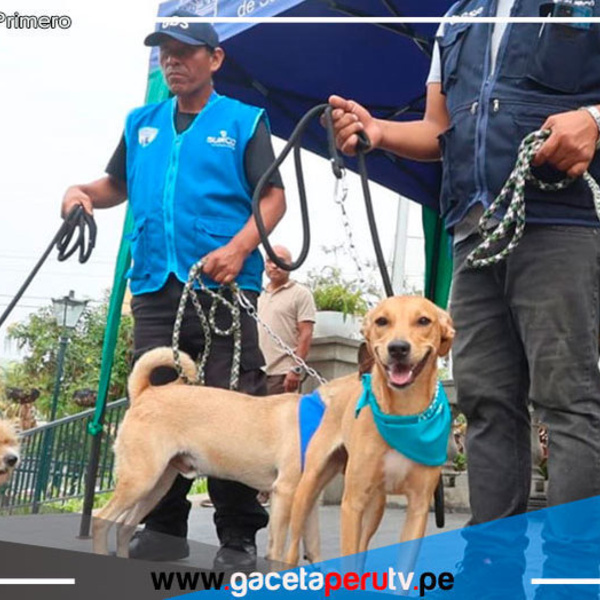 Surco: 52 perros y 5 gatos esperan ser parte de tu familia 