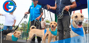 Surco: 52 perros y 5 gatos esperan ser parte de tu familia 