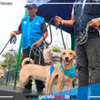 Surco: 52 perros y 5 gatos esperan ser parte de tu familia 