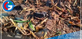 Hallan restos óseos de madre e hija entre maíz triturado