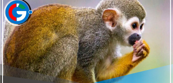 Marinos de Guerra bajo investigación por torturar a un mono en Loreto