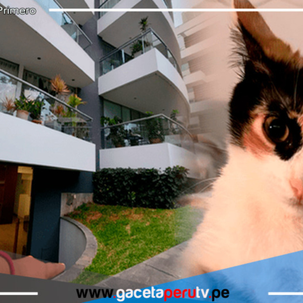 Surco: Excandidata a la alcaldía es denunciada por lanzar gatitos desde un edificio