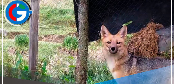 Cajamarca: Run Run cumple 2 años en Granja Porcón