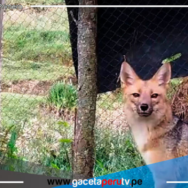 Cajamarca: Run Run cumple 2 años en Granja Porcón