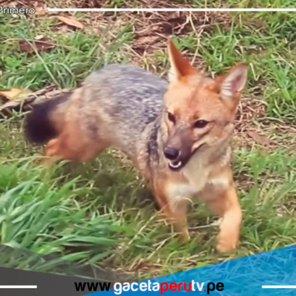 El zorrito Run Run cumple dos años en el zoológico de Porcón en Cajamarca