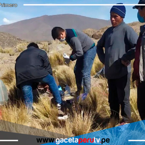 Arequipa: pobladores denuncian ataques de pumas: “Han matado algo de 150 animales”