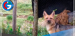 Cajamarca: Run Run cumple 2 años en Granja Porcón