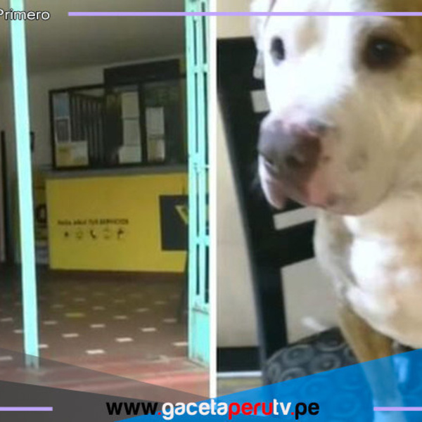 Perro muere asfixiado en bodega de bus