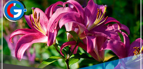 Comunidad campesina busca recuperar el "lirio de los Incas"