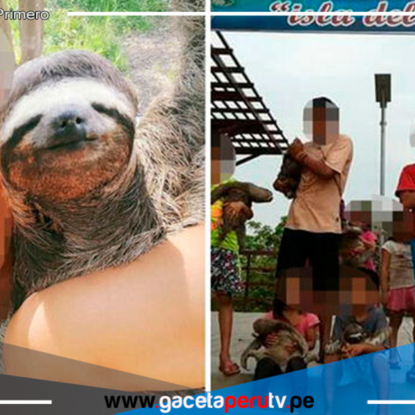Osos perezosos explotados en Ucayali para selfies turísticas