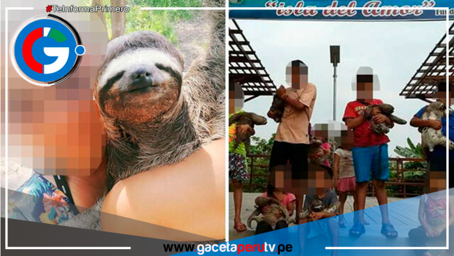 Osos perezosos explotados en Ucayali para selfies turísticas