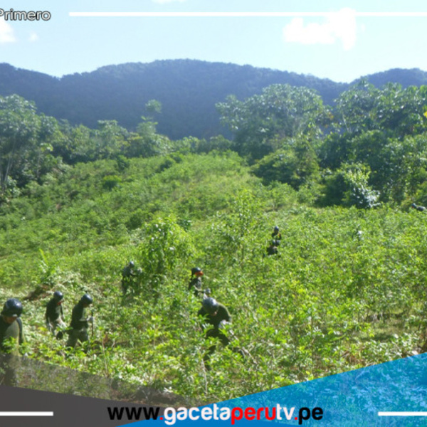  Erradicación de Cultivos Ilegales de Coca en el Alto Huallaga