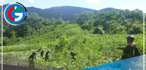  Erradicación de Cultivos Ilegales de Coca en el Alto Huallaga