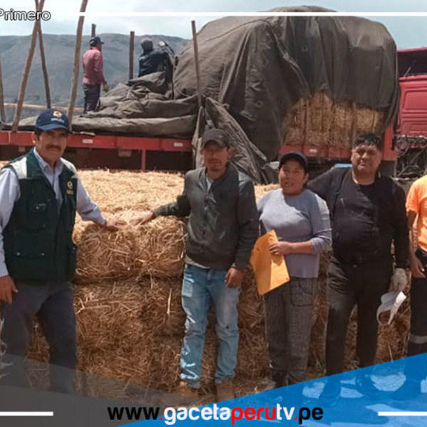 Arequipa: entregarán kits veterinarios para atender 25,000 llamas y alpacas 
