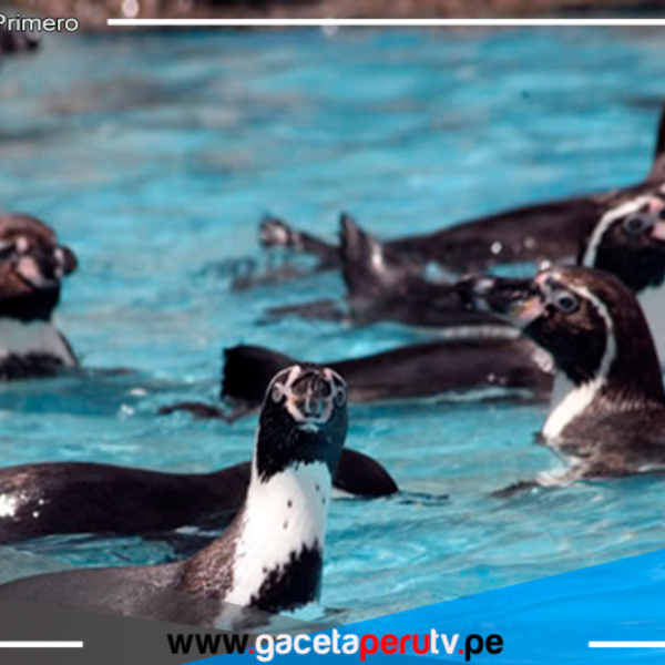 Parque de las Leyendas te invita a celebrar el Día Mundial del pingüino 