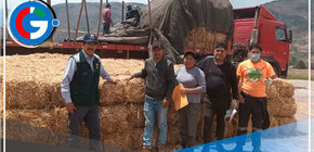 Arequipa: entregarán kits veterinarios para atender 25,000 llamas y alpacas 