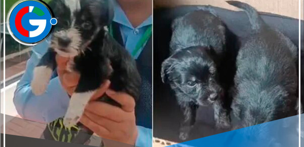 Albergue de San Isidro brindará refugio temporal a cachorros abandonados