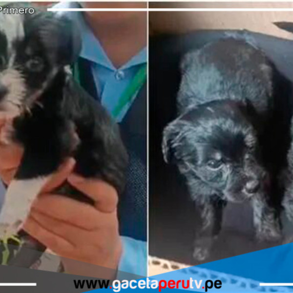 Albergue de San Isidro brindará refugio temporal a cachorros abandonados