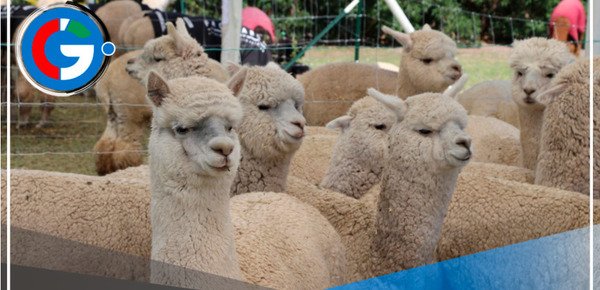 Un proyecto de Agro Rural impulsa la mejora genética de las alpacas  en Perú.